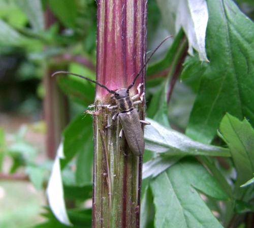 Réf. 109 023 : Phytoecia nigricornis