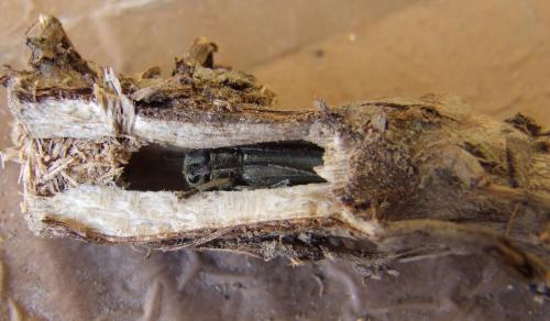 Phytoecia nigricornis