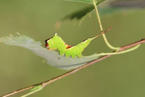 Réf. 109 274 : Furcula bicuspis