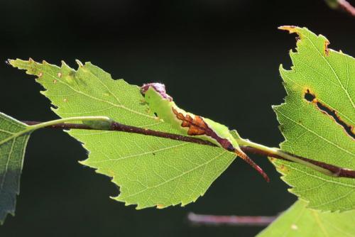 Réf. 109 615 : Furcula bicuspis