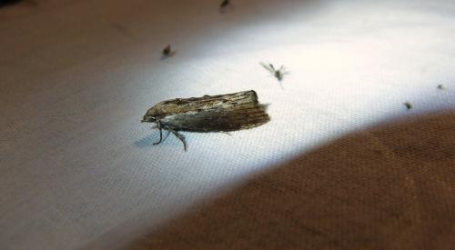 Réf. 109 919 : Galleria mellonella