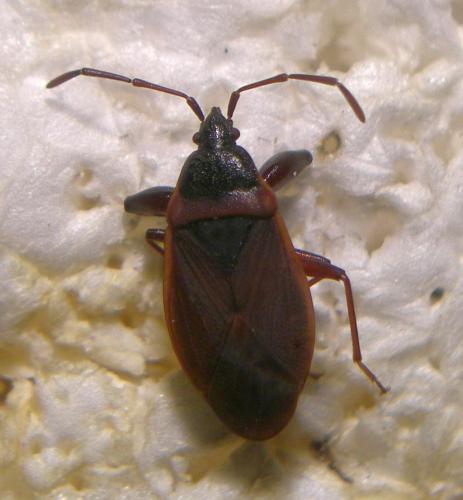 Gastrodes grossipes