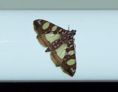 Glyphodes sibillalis