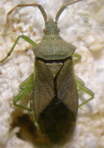 Gonocerus acuteangulatus