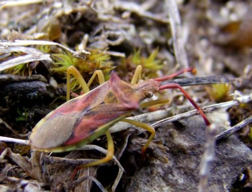 Gonocerus juniperi