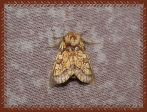 Gortyna flavago