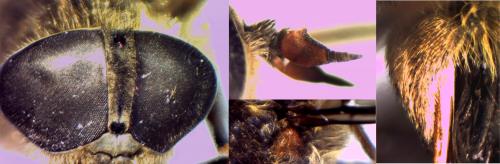 Hybomitra muehlfeldi