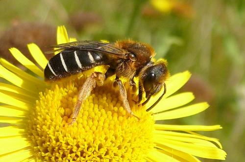 Halictus rubicundus