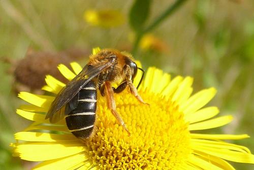 Halictus rubicundus