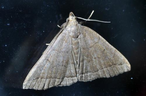 Herminia tarsipennalis