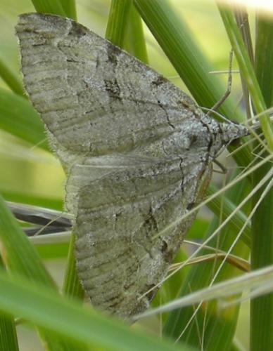 Aplocera sp.
