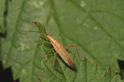 Stenodema laevigata