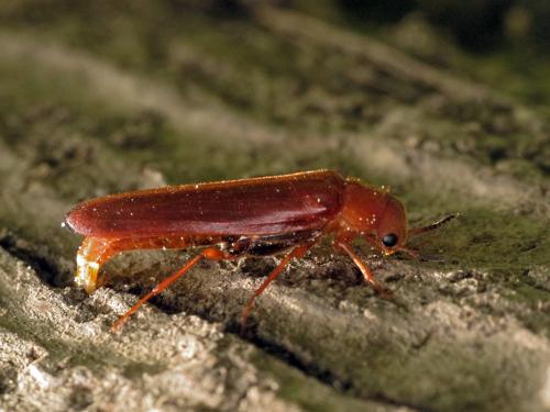 Elateroides dermestoides