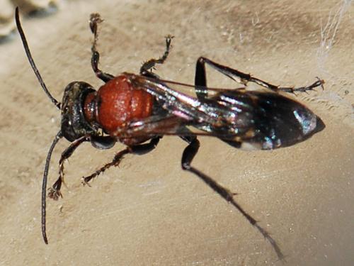 Oryttus concinnus