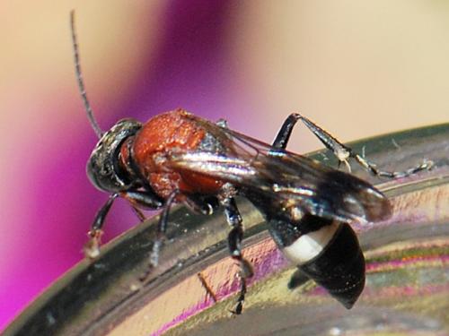 Oryttus concinnus
