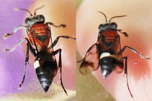 Oryttus concinnus