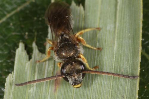 Lasioglossum sp.