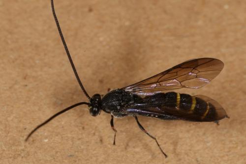Metopius sp.
