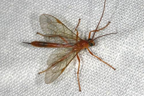 Réf. 109 655 : Netelia sp.