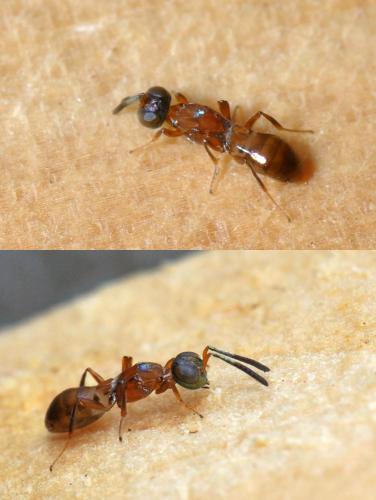 Réf. 109 674 : Eupelmus sp.