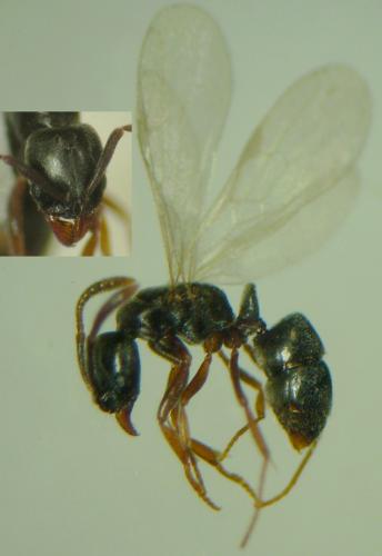 Hypoponera sp.