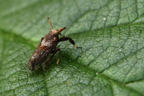 Réf. 109 542 : Asiraca clavicornis
