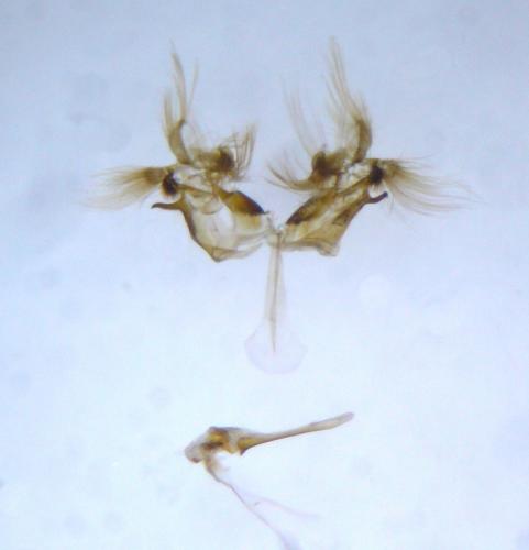 Réf. 109 167 : Nycteola siculana