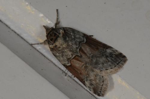 Réf. 109 194 : Nycteola siculana