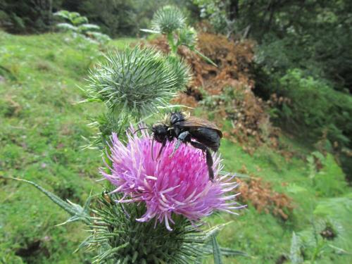 Bombus sp.