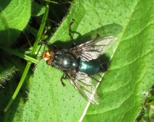 Cynomya mortuorum