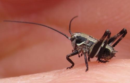 Tettigoniinae