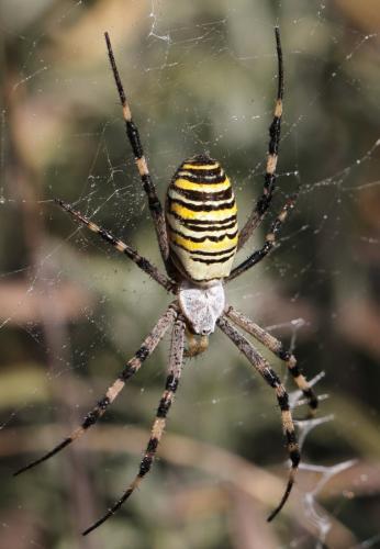 Réf. 109 745 : Argiope bruennichi