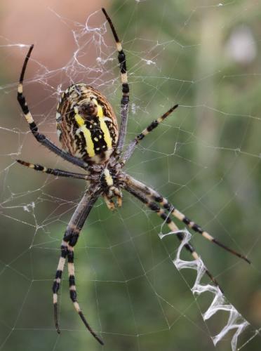 Réf. 109 746 : Argiope bruennichi