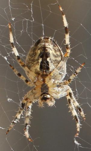 Araneus diadematus