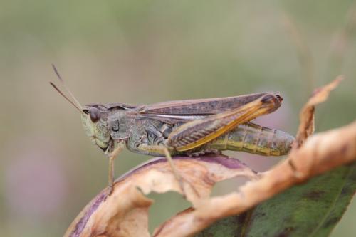 Réf. 109 486 : Stauroderus scalaris scalaris