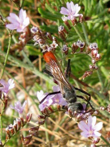 Podalonia tydei