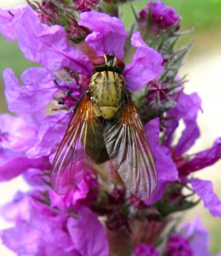 Phaonia angelicae