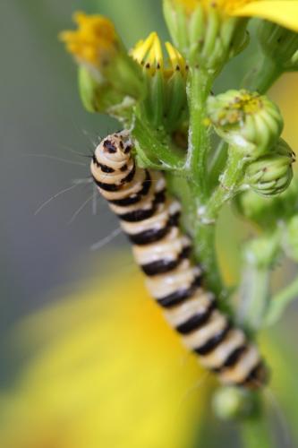 Tyria jacobaeae