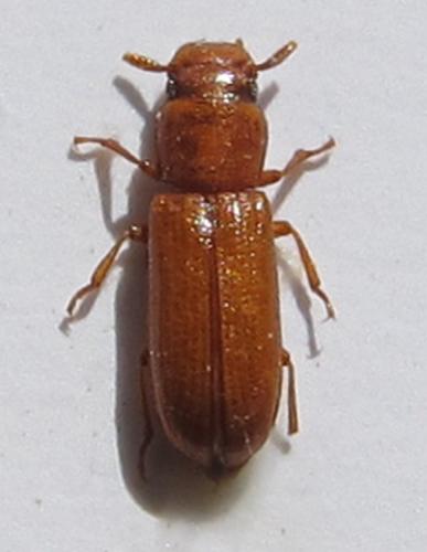 Latheticus oryzae