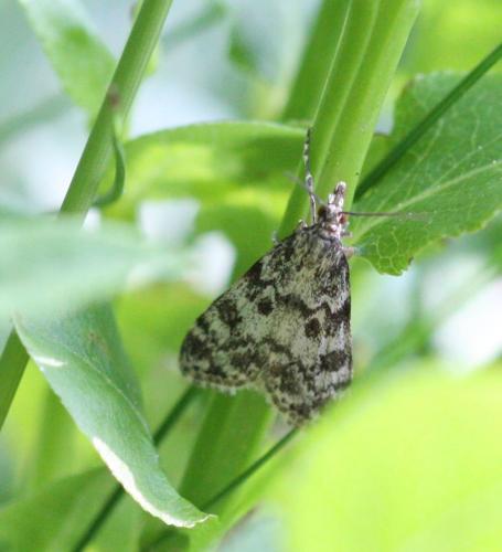 Eudonia petrophila