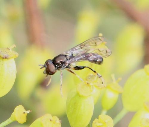 Neoascia podagrica