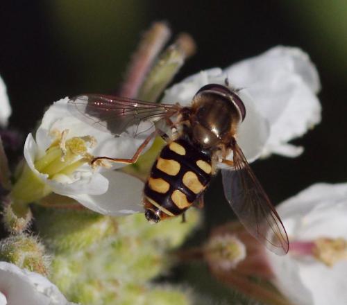 Réf. 109 001 : Eupeodes corollae