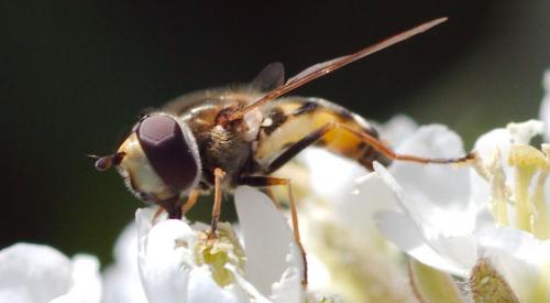 Eupeodes corollae