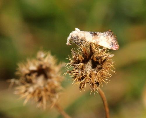 Réf. 109 091 : Cochylis sp.