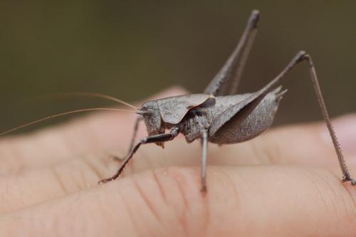 Réf. 109 573 : Thyreonotus corsicus corsicus