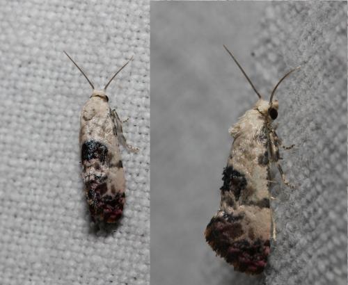 Réf. 109 452 : Cochylis sp.