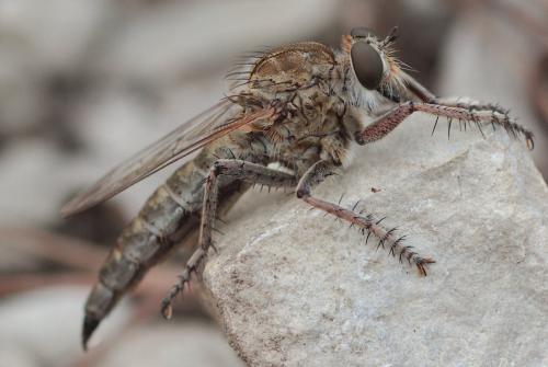 Machimus sp.