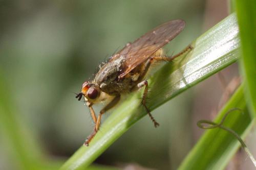 Scathophaga stercoraria