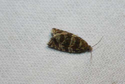 Réf. 109 115 : Celypha rivulana