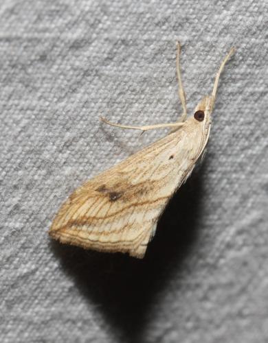 Réf. 109 113 : Evergestis forficalis